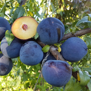 Слива диплоїдна Анжеліно