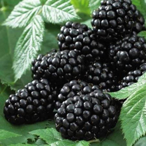 Ожина Потрійна Корона