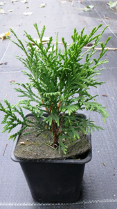 Туя західна Даніка (Р9)