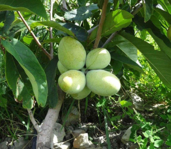 Азіміна Трилоба