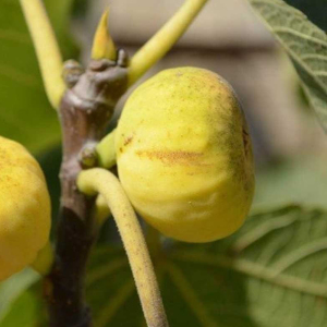 Инжир Медовый