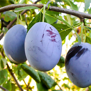 Слива Топ Гігант