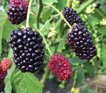 Ежевика Прайм Арк Фридом