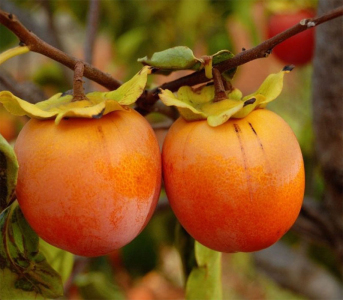 Хурма Корольок