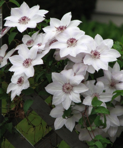 Клематис Miss Bateman