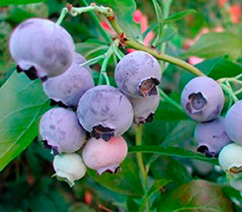Голубика (черника садовая) Эрли Блю