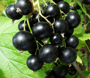 Смородина черная Вернисаж (3 шт)