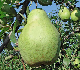 Груша Ноябрськая