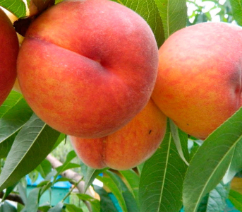 Персик Мостиський Ранній