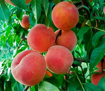 Персик Флеминг Фьюри PF 24-007