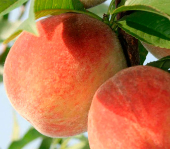 Персик Флемінг Ф'юрі PF 24-C