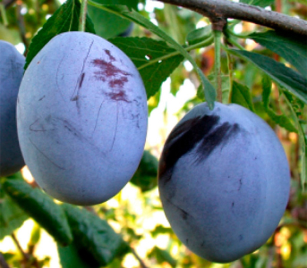 Слива Ненька