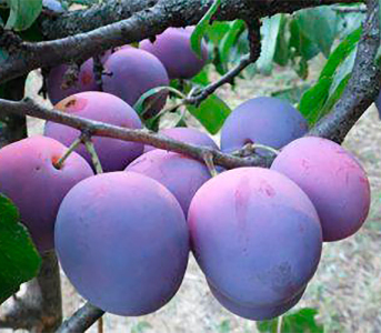 Слива Любимица Султана