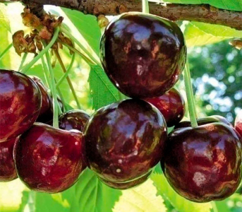 Черешня Карина