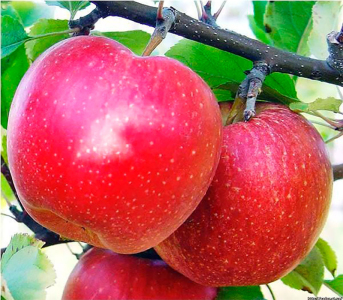Яблоня Гала Шнига