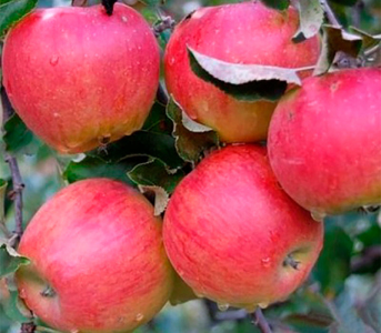 Яблуня Прима