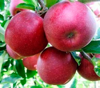 Яблуня Ред Джонапринц
