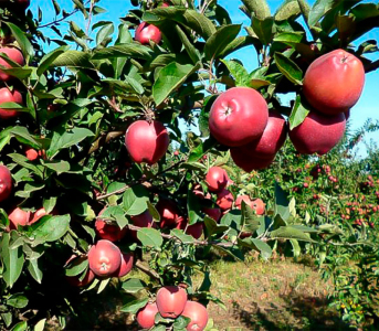 Яблоня Старкримсон