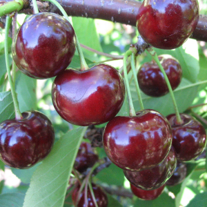 Вишня колоновидна Шоколадний мус