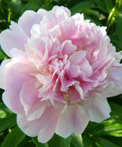 Півонія Catharina Fontyn