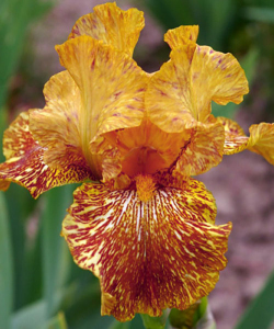 Ірис Tiger Honey