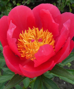 Півонія Moscow