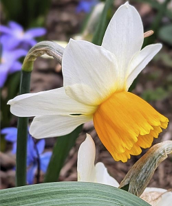 Нарцисс Винтер Валтз (Winter Waltz)