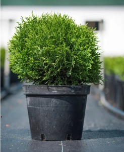 Туя західна Тіні Тім (С2)