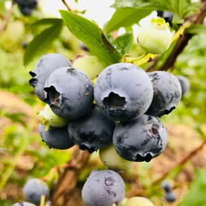 Голубика (черника садовая) Бонус, 2 года