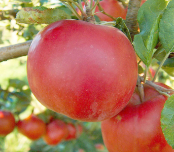 Яблоня Макинтош