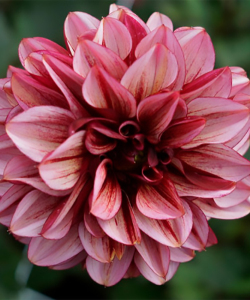 Жоржина Seniors Hope