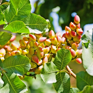 Фісташка Амелія (сіянець)