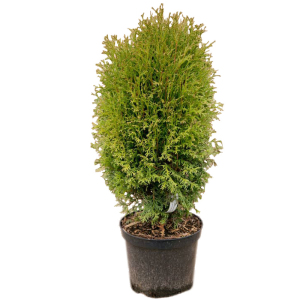 Туя західна Хосері (С2)