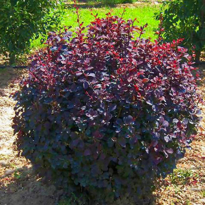 Барбарис оттавський Superba (С2)