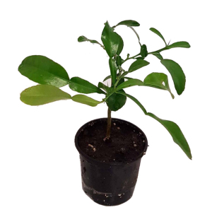 Лайм Кафрский