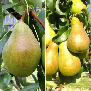 Груша дерево сад (Мария + Бере Боск)