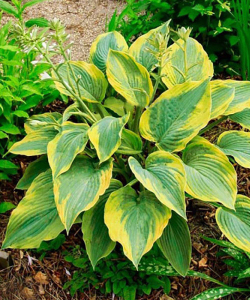 Хоста Alvatine Taylor