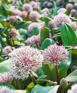 Аллиум Каратавский (Karataviense)