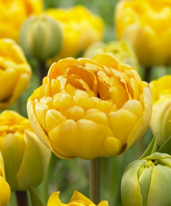 Тюльпан Yellow Pomponette, 2 шт