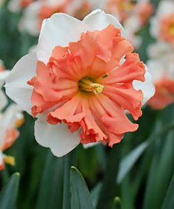 Нарцисс Shrike