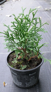 Туя західна Тіні Тім (Р9)