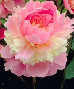 Півонія Sorbet