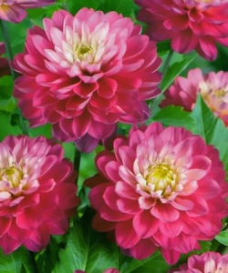 Жоржина Melody Lizza