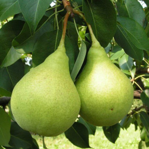 Груша Сокровище