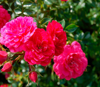 Троянда грунтопокривна Книрпс