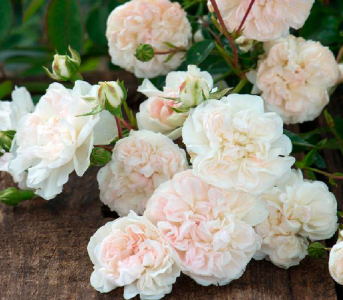 Троянда грунтопокривна Свані