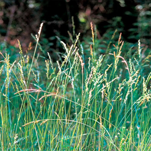 Овсяница луговая, 5 кг, Украина