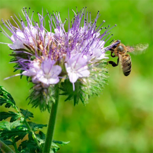 Фацелія, 10 кг, Україна