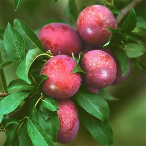 Слива диплоїдна Оцарк Прем'єр