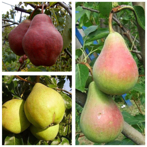 Груша дерево сад (Мария + Виктория + Уильямс)